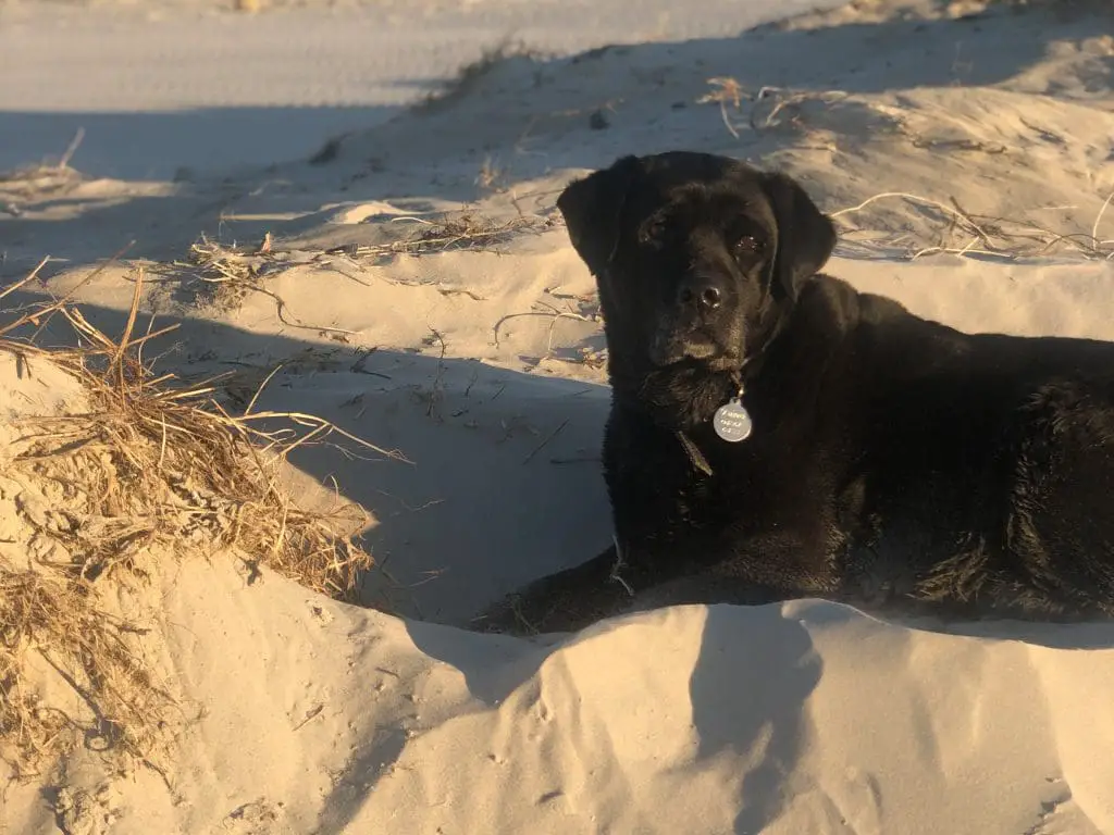 Zu heiß für Hund – Alte Hündin ohne Sonnenschutz am Strand 