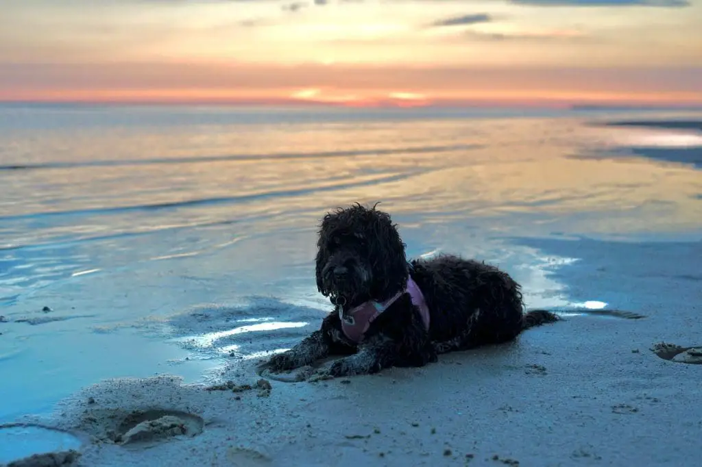 Hund Platz beibringen am Strand mit Blick auf Möwen 