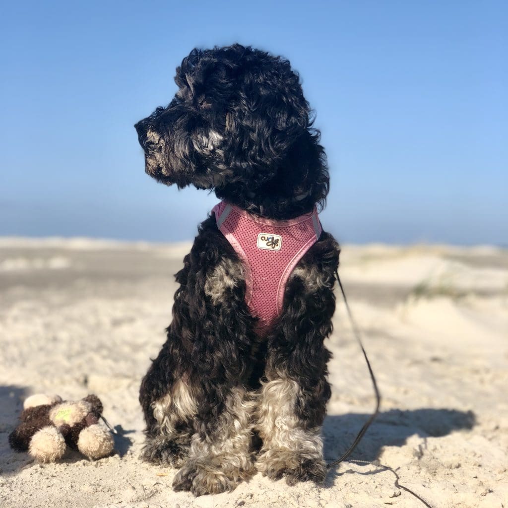 Hund am Strand mit Curli Geschirr 